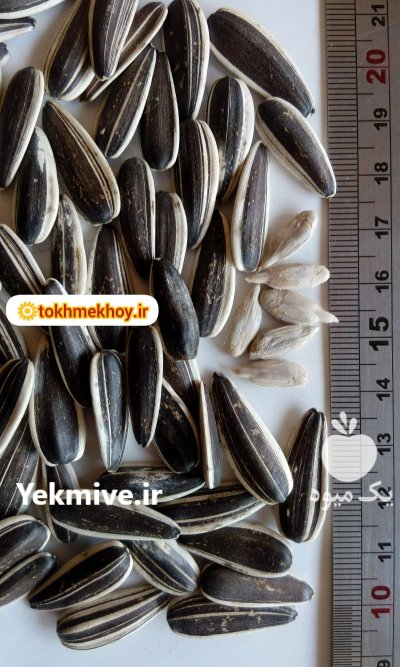 تخمه آفتابگردان کانادایی عمده در گروه خرید و فروش انواع تخمه در یکمیوه -عکس2
