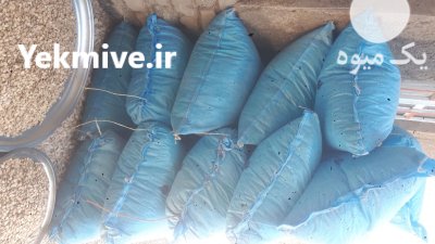 تخمه خام تازه پرمغز در گروه خرید و فروش انواع تخمه در یکمیوه -عکس2