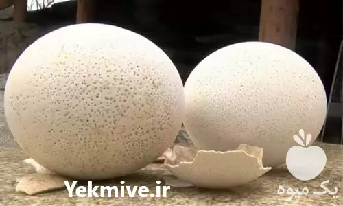فروش تخم نطفه دار شترمرغ 75 در اصفهان در گروه انواع تخم ها در یکمیوه -عکس1