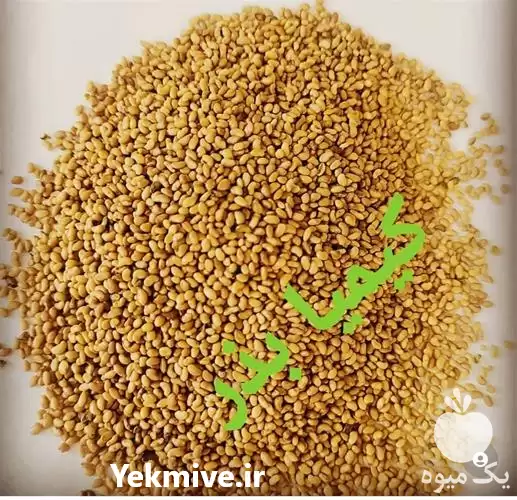 فروش بذر یونجه گرمسیری نیکشهری در زاهدان در گروه خرید و فروش بذر یونجه در یکمیوه -عکس1