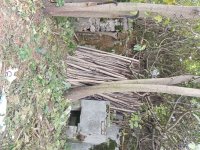 فروش چوب درختی و باغی در تنکابن در گروه خرید و فروش چوب درخت در یکمیوه