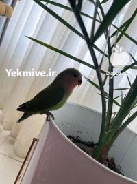 طوطی برزیلی صورت هلویی در تهران در گروه خرید و فروش انواع پرنده در یکمیوه