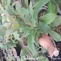 فروش درخت پیوندی بذری اووکادو آواکادو در ساری در گروه خرید و فروش نهالستان در یکمیوه