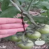 فروش قلاب عصایی نگهدارنده خوشه در تهران در گروه خرید و فروش تجهیزات گلخانه در یکمیوه