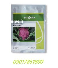 فروش بذر گل کلم بنفش دپرپل در گروه خرید و فروش بذر صیفی جات در یکمیوه