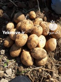 صادرات سیب زمینی در لطف آباد در گروه خرید و فروش سیب زمینی در یکمیوه