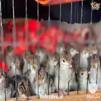 فروش بوقلمون برنز در اصفهان در گروه مرغ و خروس و بوقلمون و اردک قو قاز در یکمیوه