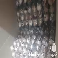 فروش پک 12 تایی تخم بلدرچین در اصفهان در گروه انواع تخم ها در یکمیوه