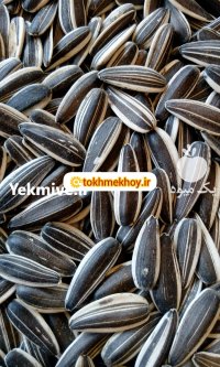 تخمه آفتابگردان کانادایی عمده در گروه خرید و فروش انواع تخمه در یکمیوه