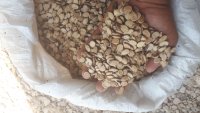 تخمه خام تازه پرمغز