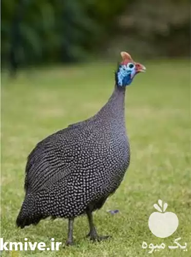 قیمت خرید مرغ مصری و تخم نطفه در سمنان در گروه مرغ و خروس و بوقلمون و اردک قو قاز در یکمیوه -عکس1