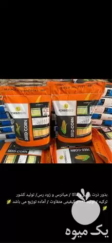 فروش قیمت بذر ذرت خارجی در گرگان در گروه خرید و فروش بذر ذرت در یکمیوه -عکس1