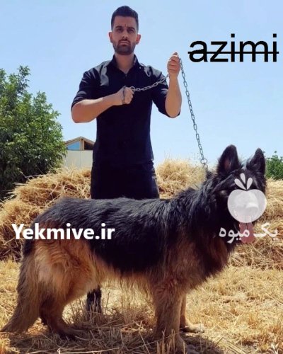 ژرمن شپرد کینگ سایز قیمت ژرمن در اسلامشهر در گروه سگ و گربه در یکمیوه -عکس1