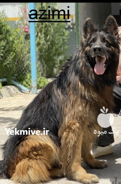 ژرمن شپرد کینگ سایز قیمت ژرمن در اسلامشهر در گروه سگ و گربه در یکمیوه -عکس2
