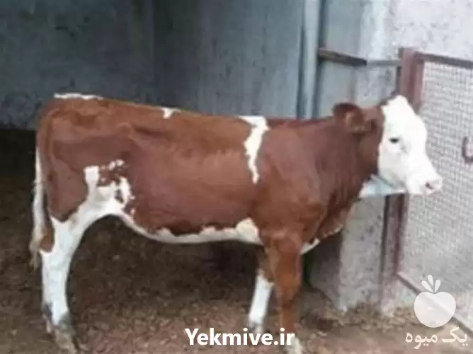 قیمت خرید گوساله های سیمینتال در گروه گاو و گوسفند و میش و بز کهره گوساله در یکمیوه -عکس1