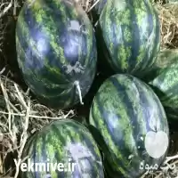 هندوانه گرد فروش هندوانه در گروه خرید و فروش هندوانه در یکمیوه