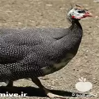 قیمت خرید مرغ مصری کونگو در اهواز در گروه مرغ و خروس و بوقلمون و اردک قو قاز در یکمیوه