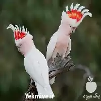قیمت خرید تخم نطفه دار در مشهد در گروه انواع تخم ها در یکمیوه