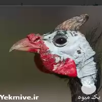 قیمت خرید تخم نطفه دار مرغ در اردبیل در گروه انواع تخم ها در یکمیوه