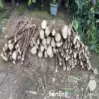 قیمت خرید پخش یوکا درختان غول در ساری در گروه خرید و فروش و قیمت کاج در یکمیوه