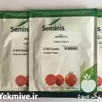 قیمت خرید بذر گوجه برنتا محصول در یزد در گروه خرید و فروش بذر گوجه در یکمیوه