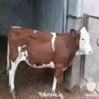 قیمت خرید گوساله های سیمینتال در گروه گاو و گوسفند و میش و بز کهره گوساله در یکمیوه