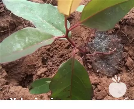 فروش یکبار آبیاری برای چند هفته در گروه انواع محصولات خاک و تغذیه در یکمیوه -عکس1