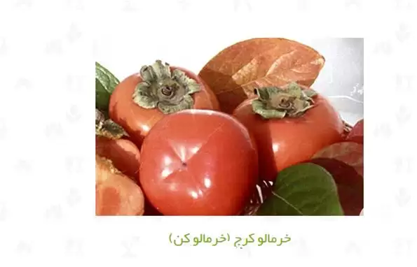 نهال خرمالو فروش نهال خرمالو قیمت در مشهد در گروه خرید و فروش نهال خرمالو در یکمیوه -عکس1