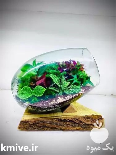 قیمت خرید تراریوم در یزد در گروه خرید و فروش گیاهان زینتی در یکمیوه -عکس1