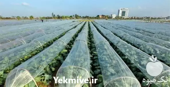 فروش پخش نایلون به صورت عمده در قم در گروه خرید و فروش انواع پوشش ها در یکمیوه -عکس1