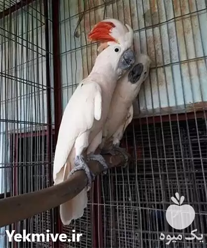 فروش تخم نطفه دار طوطی سخنگو در کرمان  در گروه انواع تخم ها در یکمیوه -عکس1