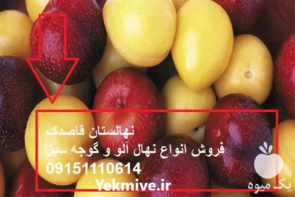فروش نهال آلو سیاه نهال گوجه در گروه خرید و فروش نهال در یکمیوه -عکس1