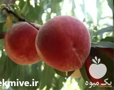تولید و فروش عمده نهال در گروه خرید و فروش نهال در یکمیوه -عکس1