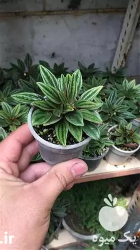 قیمت خرید گیاهان تراریوم در اردبیل در گروه خرید و فروش گیاهان زینتی در یکمیوه -عکس1