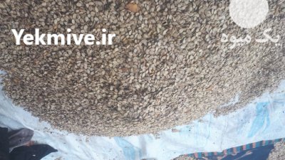 تخمه خام هندوانه در کرمان در گروه خرید و فروش انواع تخمه در یکمیوه -عکس1
