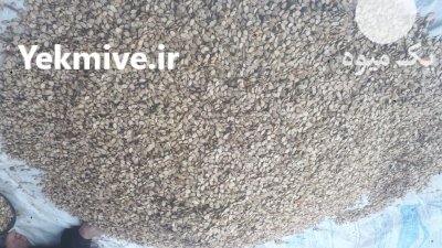 تخمه خام هندوانه در کرمان در گروه خرید و فروش انواع تخمه در یکمیوه -عکس2