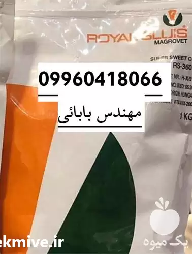 قیمت خرید بذر ذرت سوپر شیرین در اهواز در گروه خرید و فروش بذر ذرت در یکمیوه -عکس1