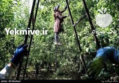 سر کارگر هستم برای چیدن محصول شما در گروه کارگر در یکمیوه -عکس1