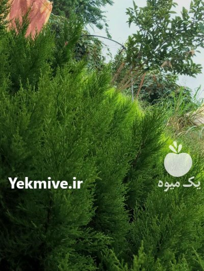 فروش کاج لاوسون سطل چهار در تنکابن در گروه خرید و فروش و قیمت کاج در یکمیوه -عکس1