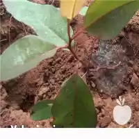 فروش یکبار آبیاری برای چند هفته در گروه انواع محصولات خاک و تغذیه در یکمیوه