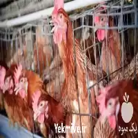آگهی مشابه فروش مرغ چهار 4 ماهه تخمگذار در ساری در گروه مرغ و خروس و بوقلمون و اردک قو قاز در یکمیوه