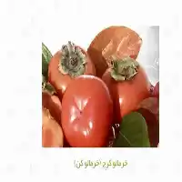 نهال خرمالو فروش نهال خرمالو قیمت در مشهد در گروه خرید و فروش نهال خرمالو در یکمیوه