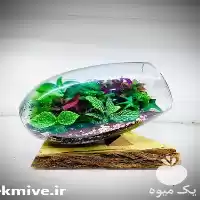 قیمت خرید تراریوم در یزد در گروه خرید و فروش گیاهان زینتی در یکمیوه