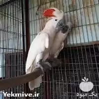 فروش تخم نطفه دار طوطی سخنگو در کرمان  در گروه انواع تخم ها در یکمیوه