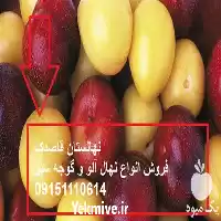 فروش نهال آلو سیاه نهال گوجه در گروه خرید و فروش نهال در یکمیوه
