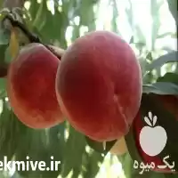 تولید و فروش عمده نهال در گروه خرید و فروش نهال در یکمیوه