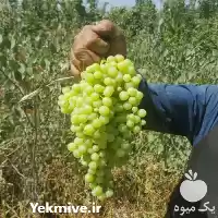 قیمت خرید نهال انگور در خرم‌ آباد در گروه خرید و فروش نهال انگور در یکمیوه