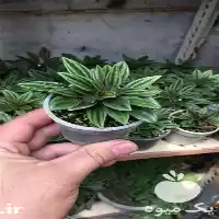 قیمت خرید گیاهان تراریوم در اردبیل در گروه خرید و فروش گیاهان زینتی در یکمیوه