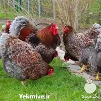 قیمت خرید جوجه مرغ بومی اصلاح در گروه مرغ و خروس و بوقلمون و اردک قو قاز در یکمیوه