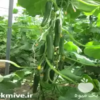 بذر خیار شاهین فروش در مشهد در گروه خرید و فروش بذر خیار در یکمیوه